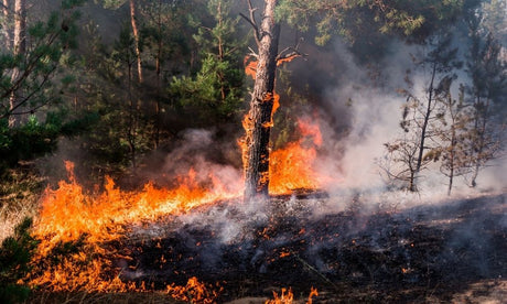 The Equipment Used by Wildland Firefighters