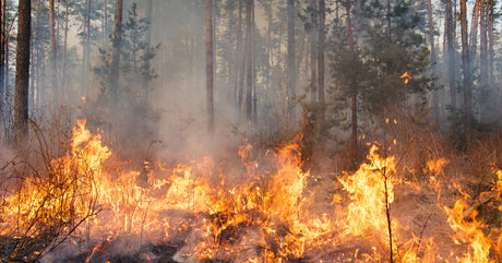 A wildfire breaking out in the middle of a remote forest that is covered in trees, bushes, and grass.