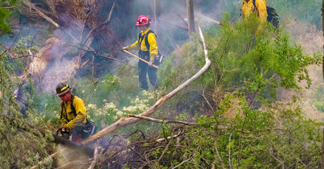 Three wildland firefighters clearing some dense brush and working to suppress a fire with hoses and other tools.