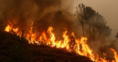 A brightly burning forest fire ripping through a silhouetted woody area, leaving a trail of red and orange flames.