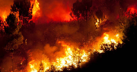 A massive wildfire blazes out of control, throwing up huge flames and destroying trees and other vegetation.