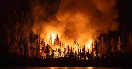 A wildfire is seen in the distance. Bright flames show the dark silhouettes of many burning trees.